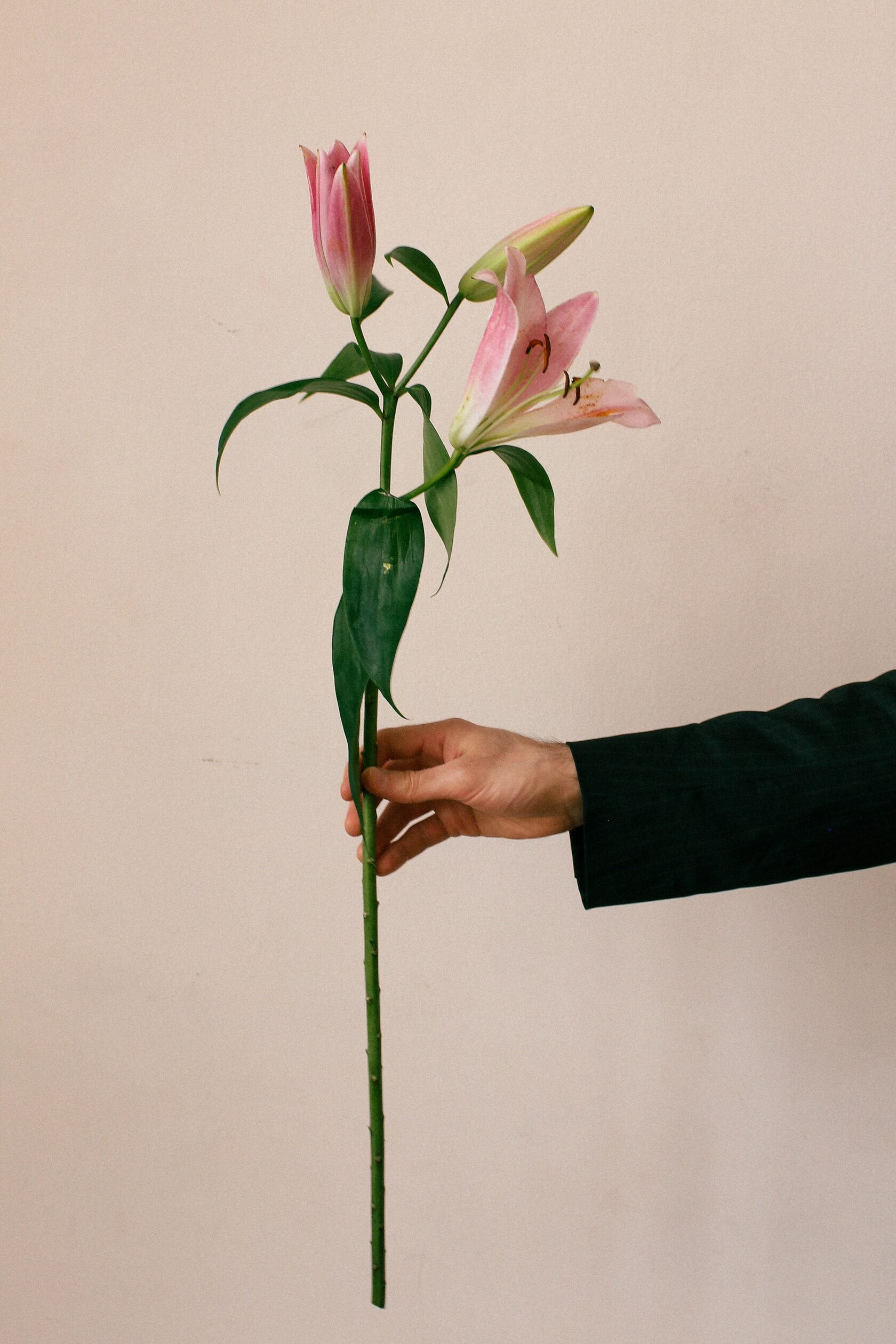 Лилии, цветы в руке