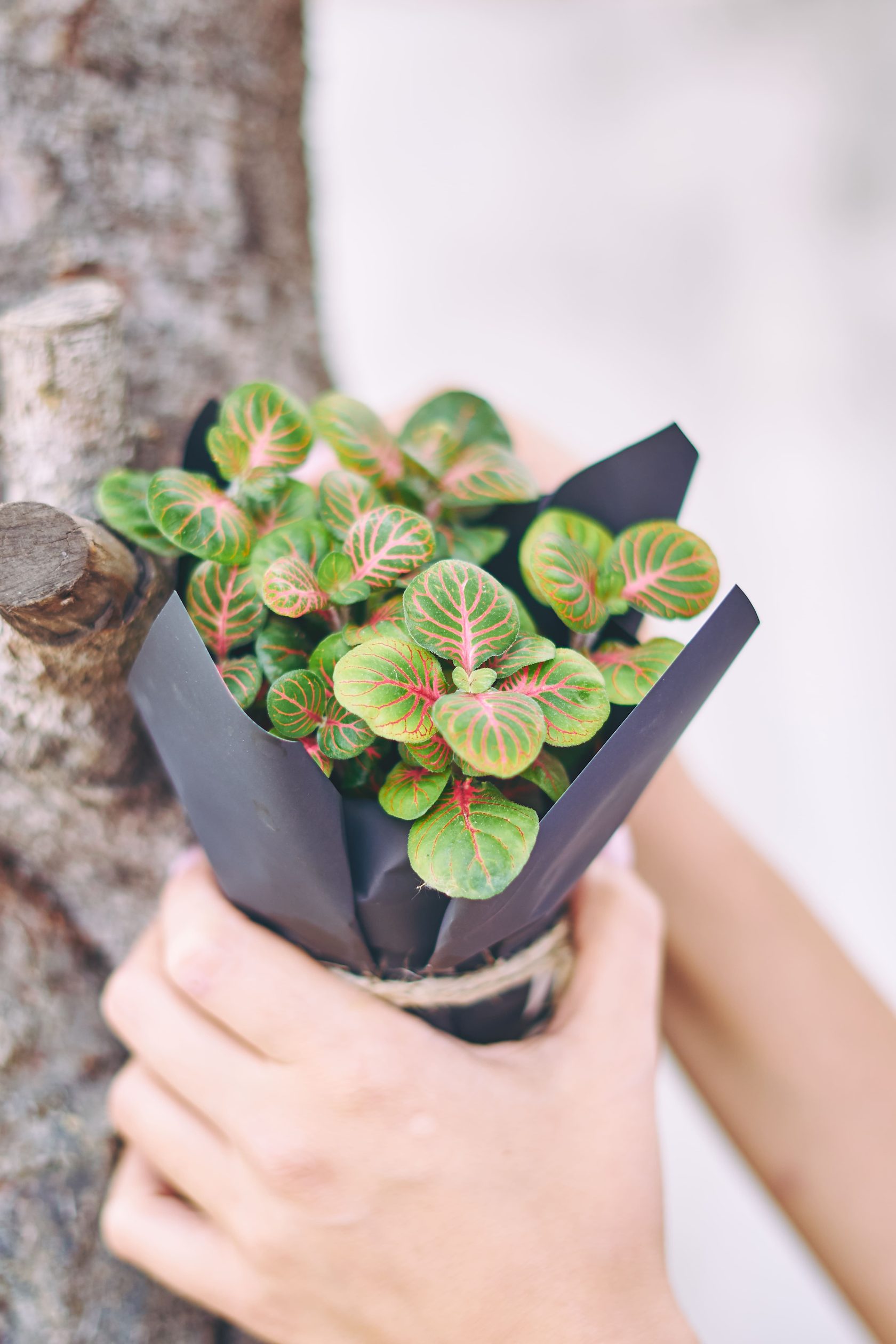 Фиттония Фортиссимо