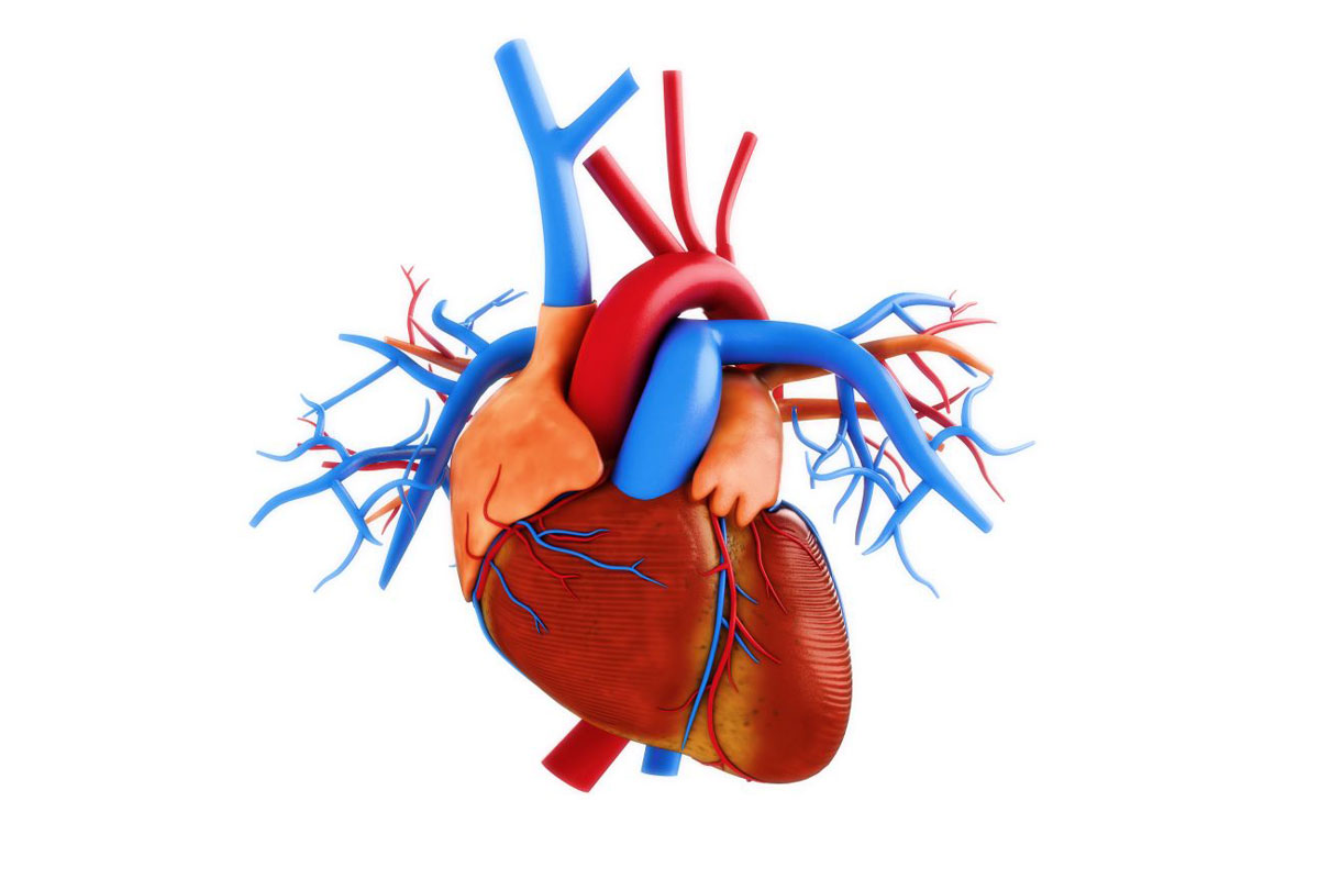 Сердечно сосудистая система картинки для детей