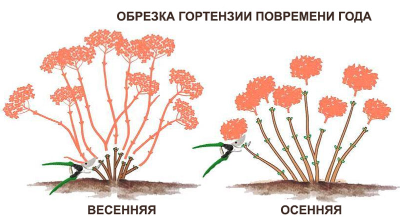 Как обрезать гортензию: фото, видео, инструкция