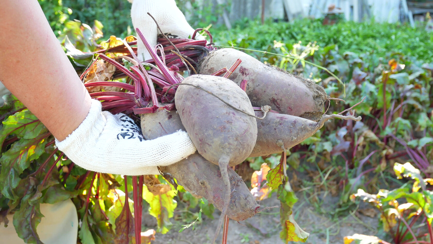 Hands wearing gardening gloves holding freshly harvested beets with green foliage in the background, illustrating successful vegetable gardening techniques for beginners.