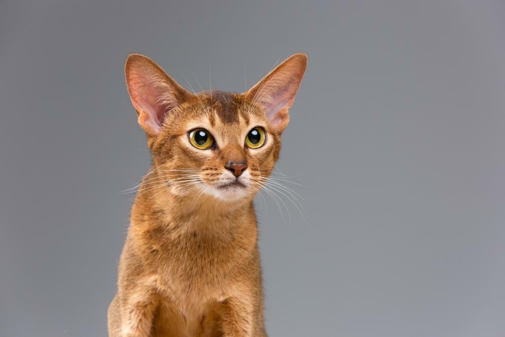Повадки и характер абиссинских котов