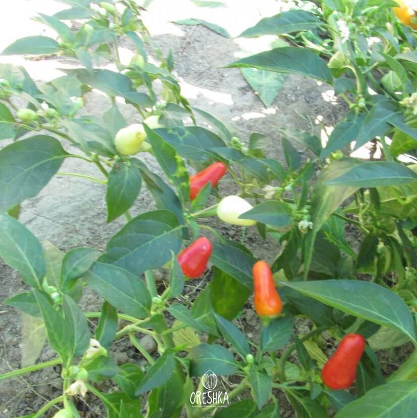 Seeds of Hot pepper Chayusa Ruso (Capsicum) — 5 pcs