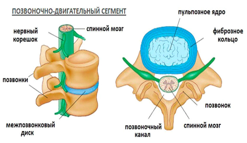 Фиброзное кольцо межпозвоночного диска