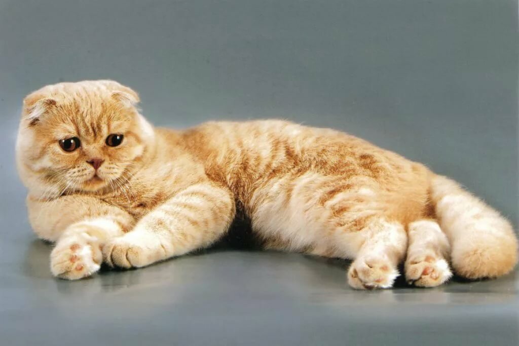 Фото вислоухой породы. Шотландская вислоухая кошка. Порода скоттиш фолд. Шотландский вислоухий кот скоттиш фолд. Порода кошек Шотландская вислоухая.