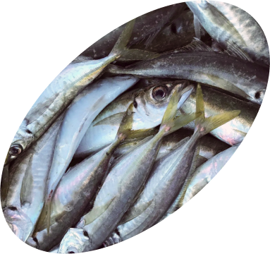 СКУМБРИЯ И СТАВРИДА — САМЫЕ МНОГОЧИСЛЕННЫЕ ХИЩНИКИ АДРИАТИки