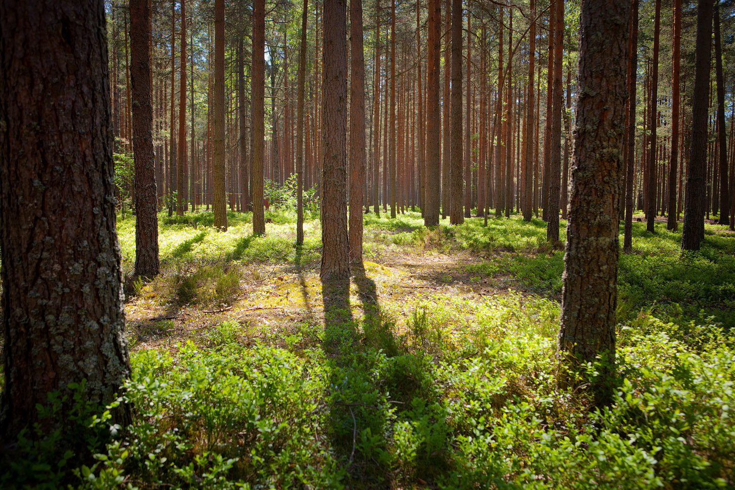 Купить Участок В Курортном Районе Спб