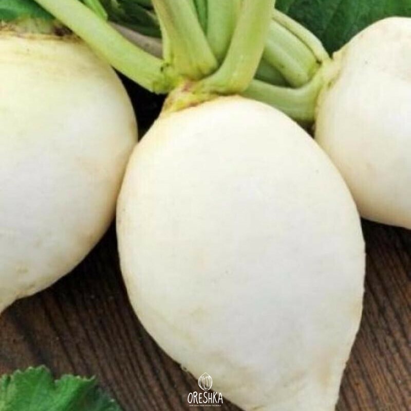 Seeds of Radish Munich bier (Raphanus sativus) — 50 pcs