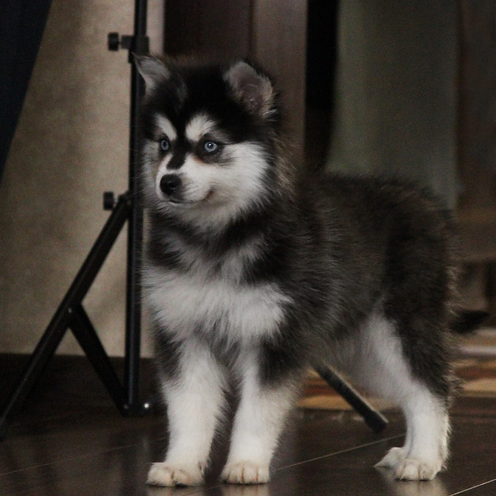 щенок кли кай мини хаски