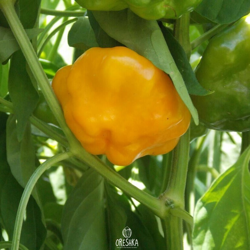 Seeds of Hot pepper Mushroom yellow (Capsicum) — 5 pcs