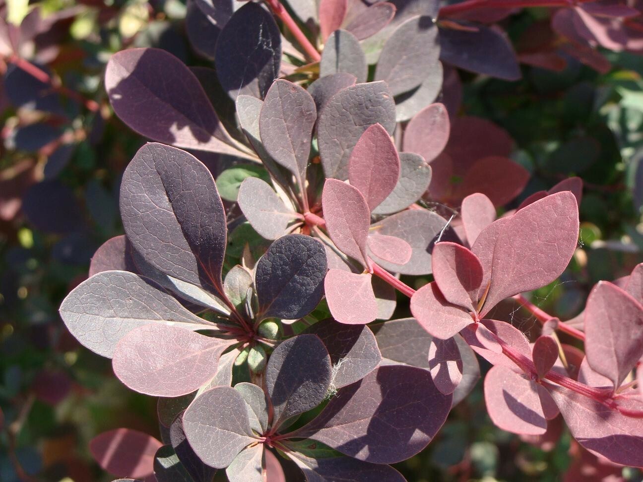 Барбарис атропурпуреа. Барбарис Тунберга Atropurpurea. Барбарис Тунберга Атропурпуреа. Барбарис Тунберга Atropurpurea Berberis thunbergii Atropurpurea. Барбарис Тунберга Атропурпуреа (с2).