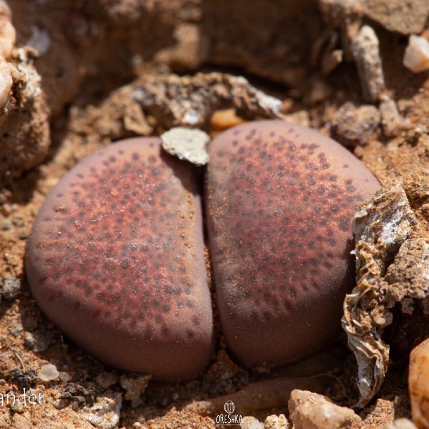 Seeds of Succulent Lithops terricolor C 254 (Lithops terricolor C 254) — 10 pcs