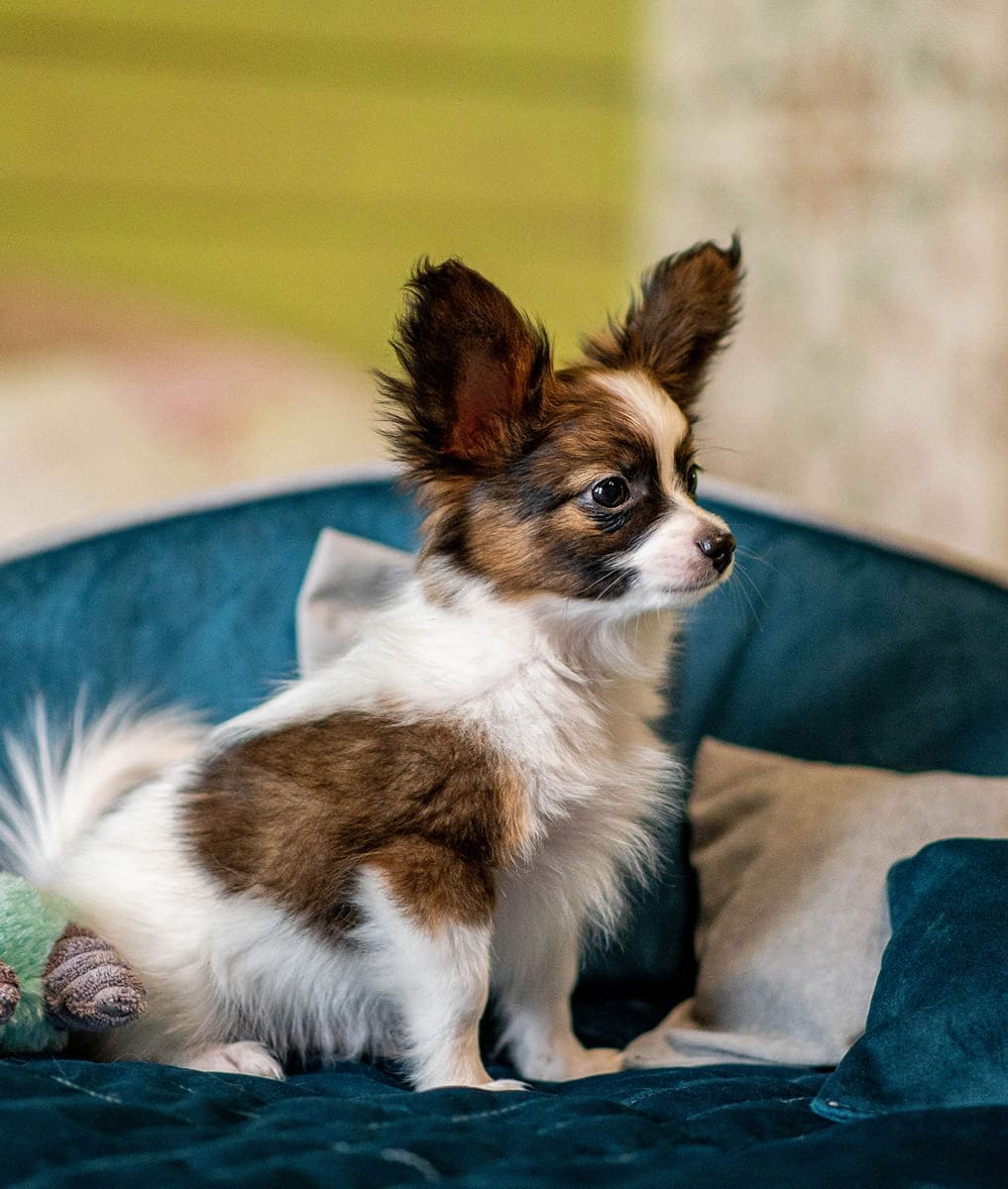 щенок папийона