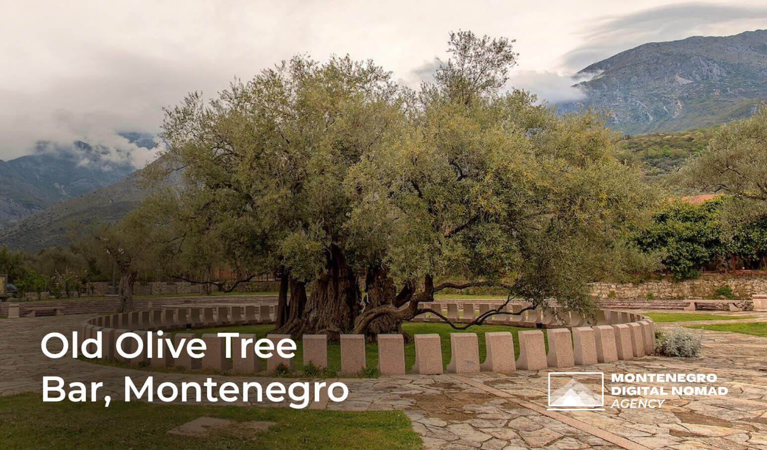 Image of the Old Olive Tree (Stara Maslina) in Bar Montenegro