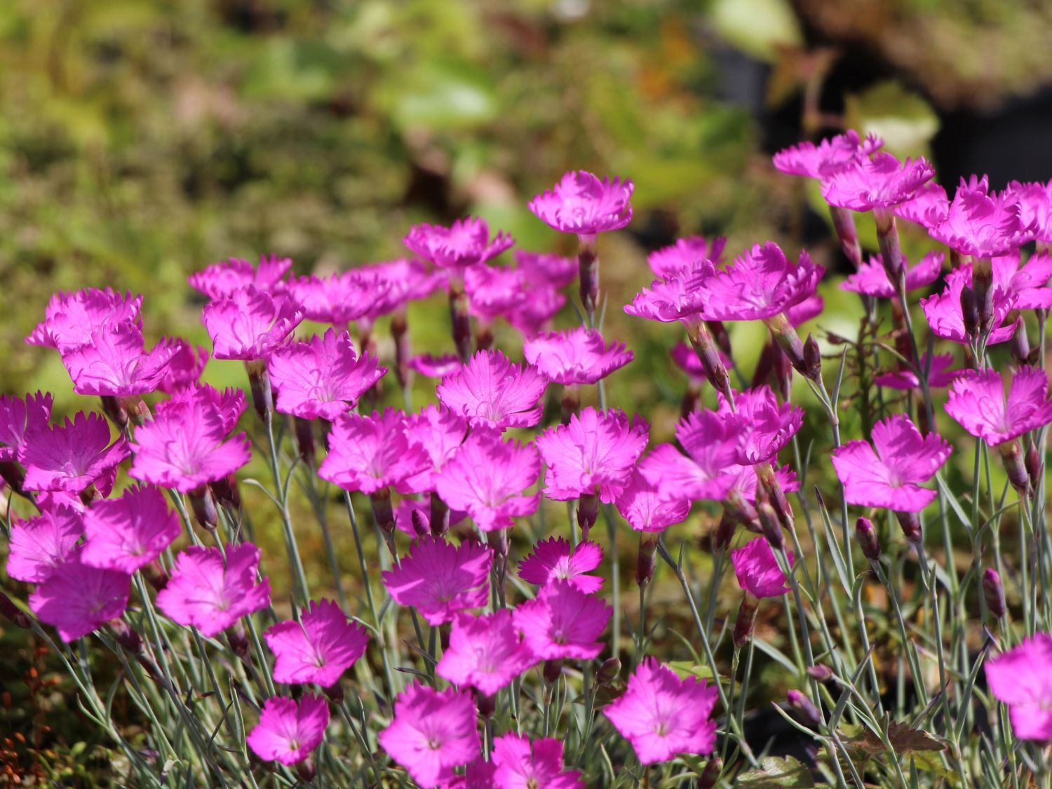 Гвоздика сизая Dianthus gratianopolitanus