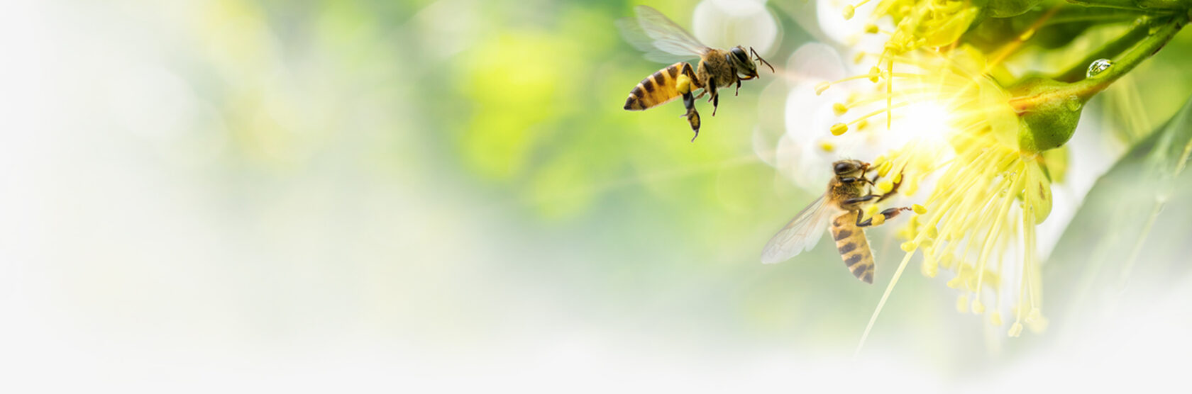 Красивый белый цветок раскрылся и манит пчёл, которые летят к нему, чтобы собрать пыльцу для наивкуснейшего мёда