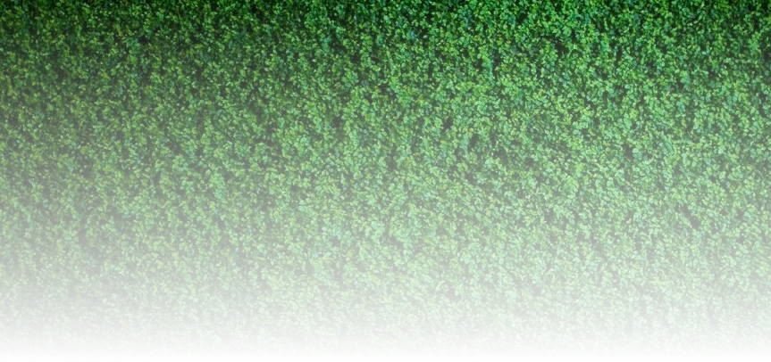 мох на стену в квартире