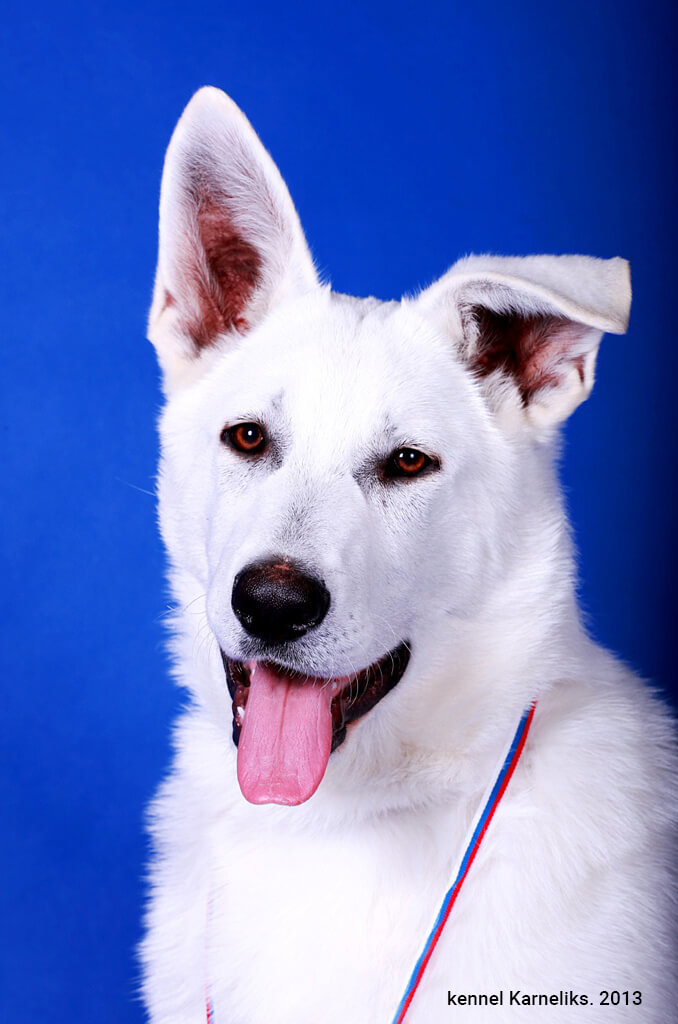 Белая Швейцарская Овчарка Купить Москва