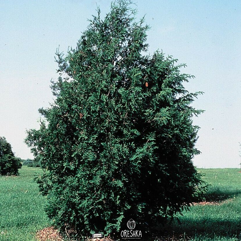 Seeds of Thuja occidentalis - 500 pcs