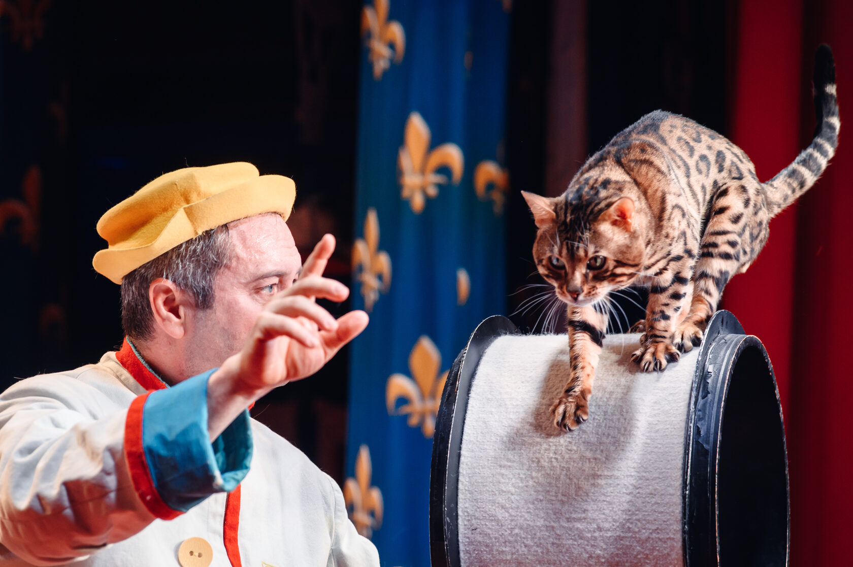 Театр кошек Куклачева выпустил спектакль с участием животных из зоны боевых действий