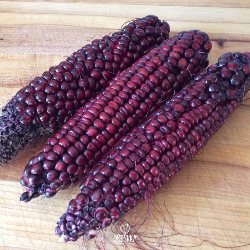 Colored corn Ruby fresh seeds. Oreshka. Rare seeds from around the world.