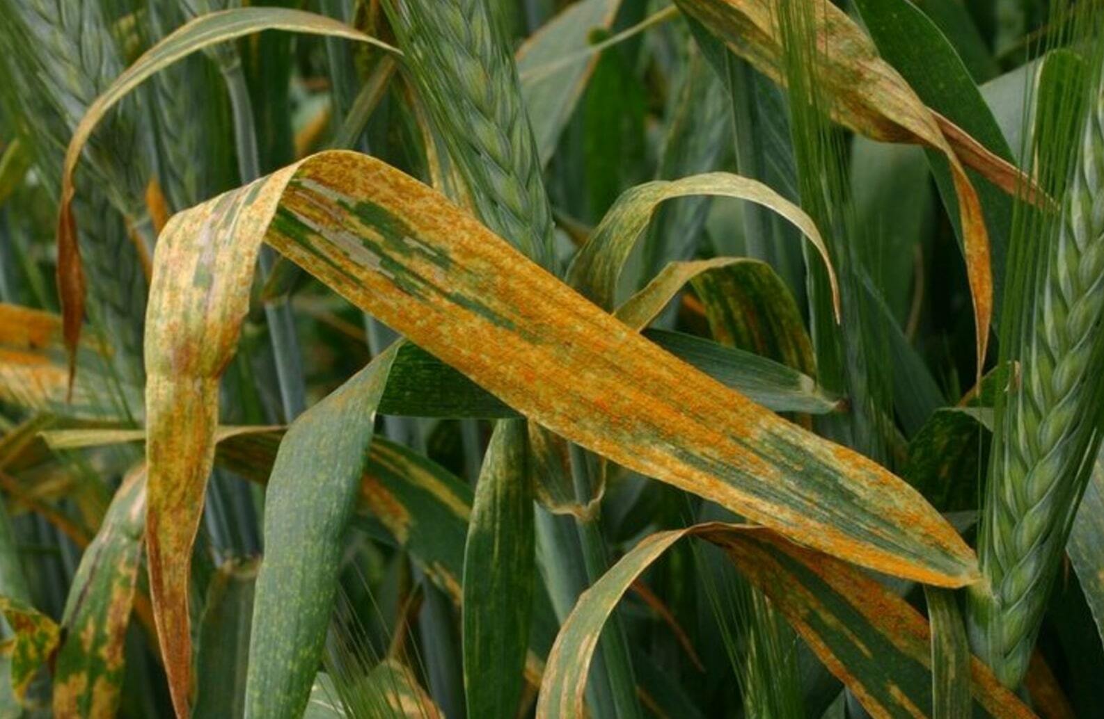 Stripe rust in wheat фото 69