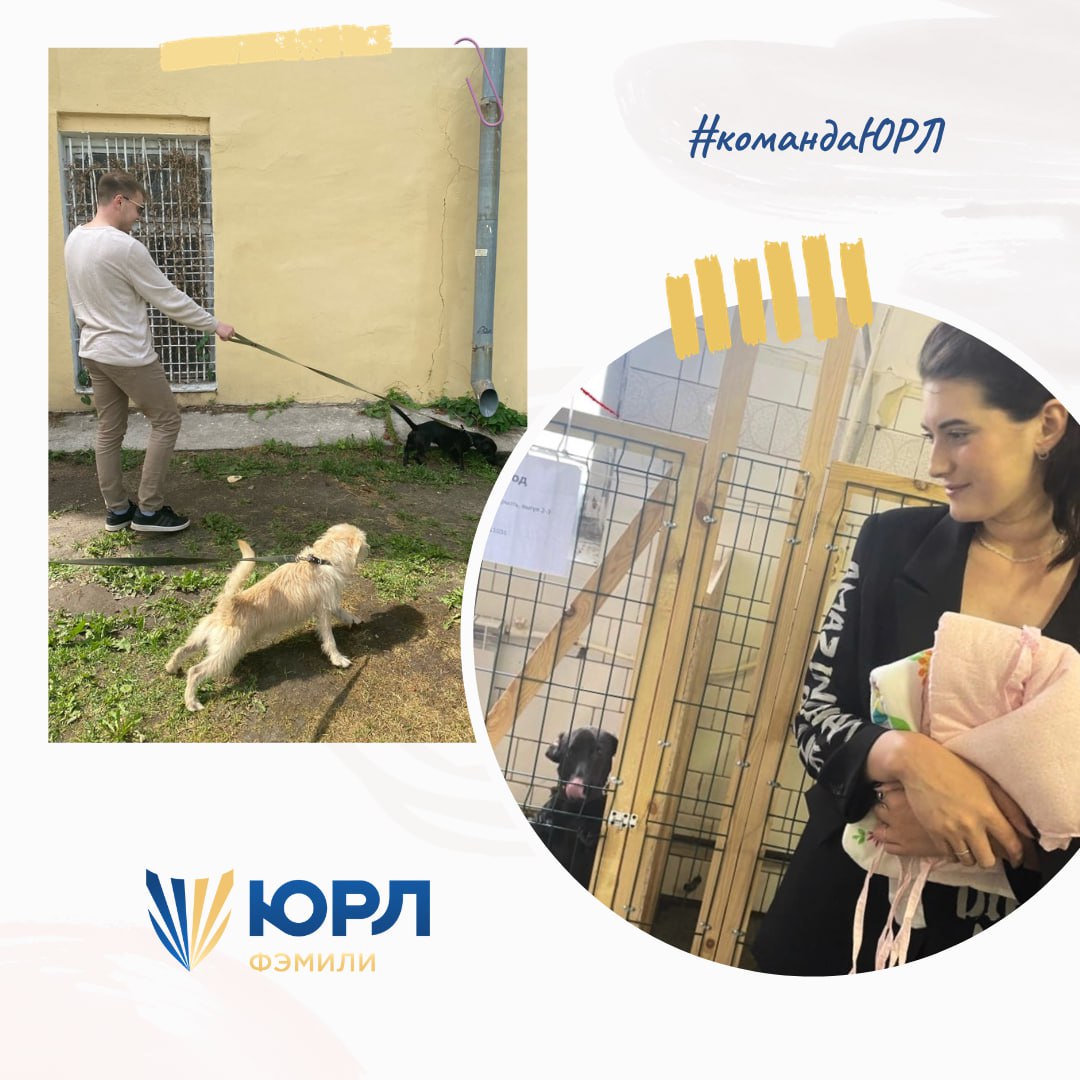 Большие трагедии маленьких собак 🐕