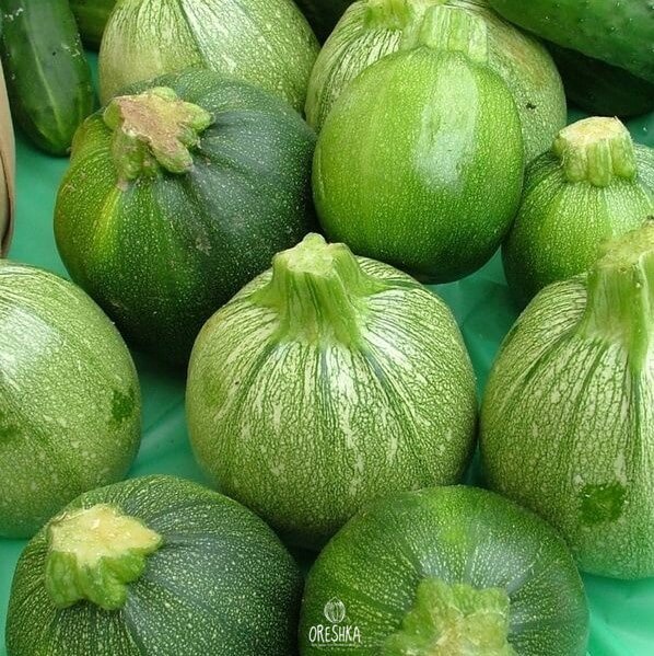 Seeds of Zucchini Tintoretto (Cucurbita pepo subsp. Pepo) — 10 pcs