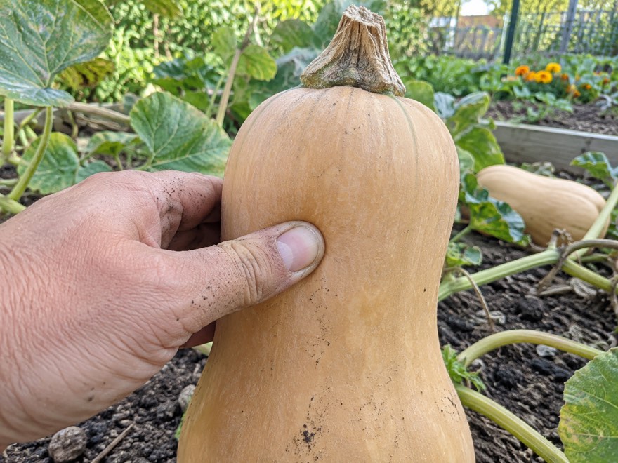 Thumbnail test on a ripe butternut squash rind with a corky stem