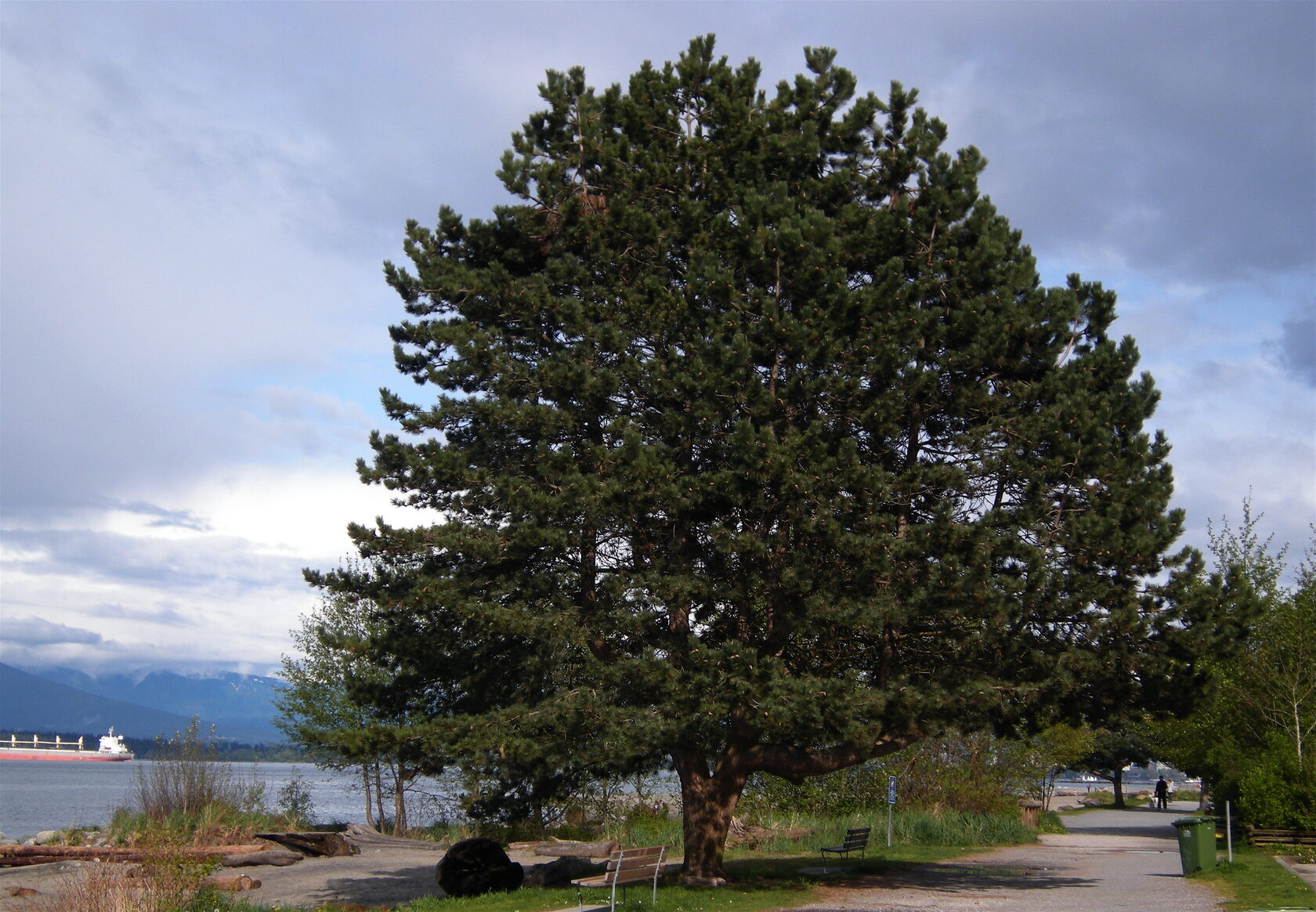 Уход за сосной Ватерери - Watereri и сосной черной - Pinus nigra| Блог о  ландшафтном дизайне