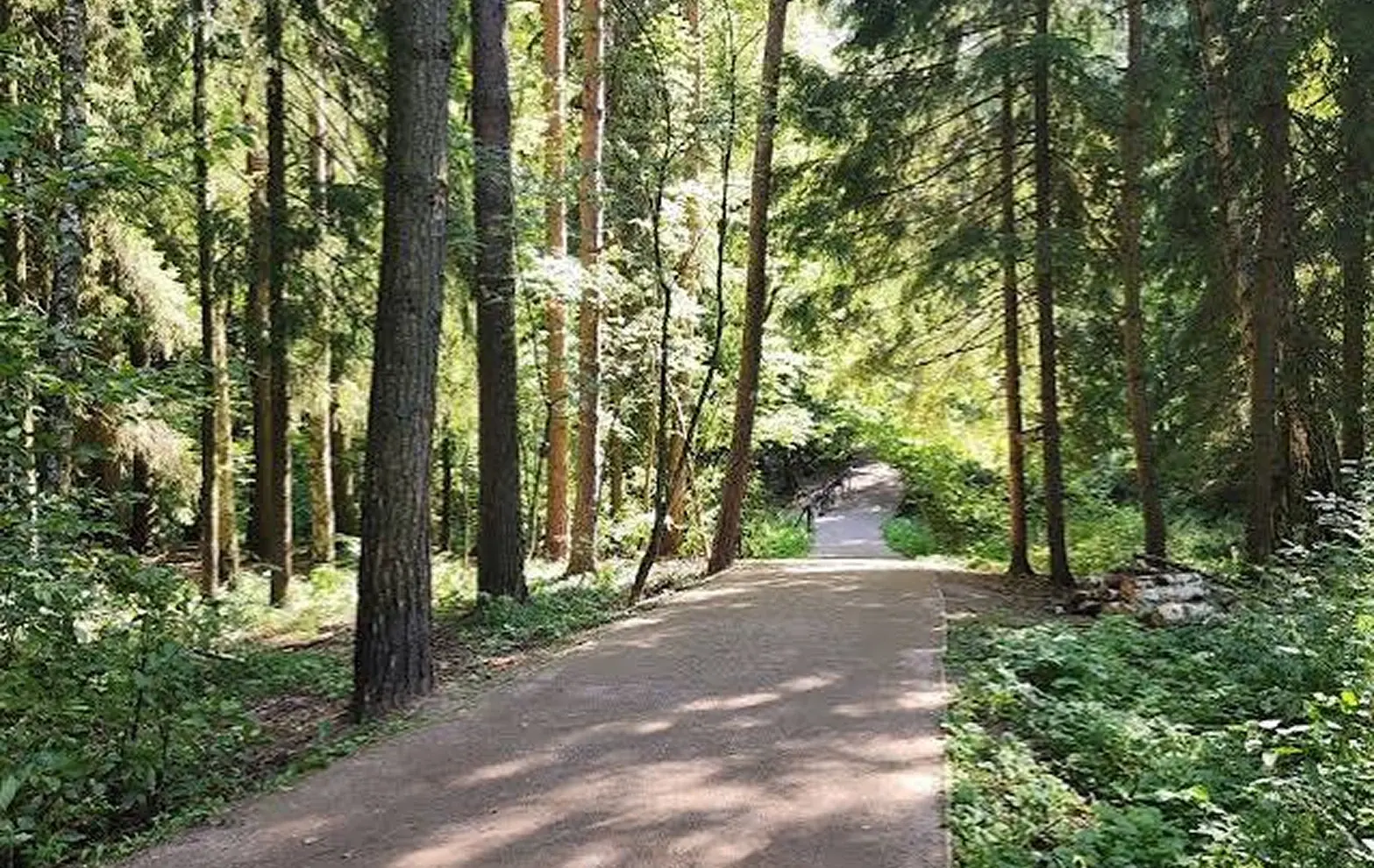 Лесная тропа