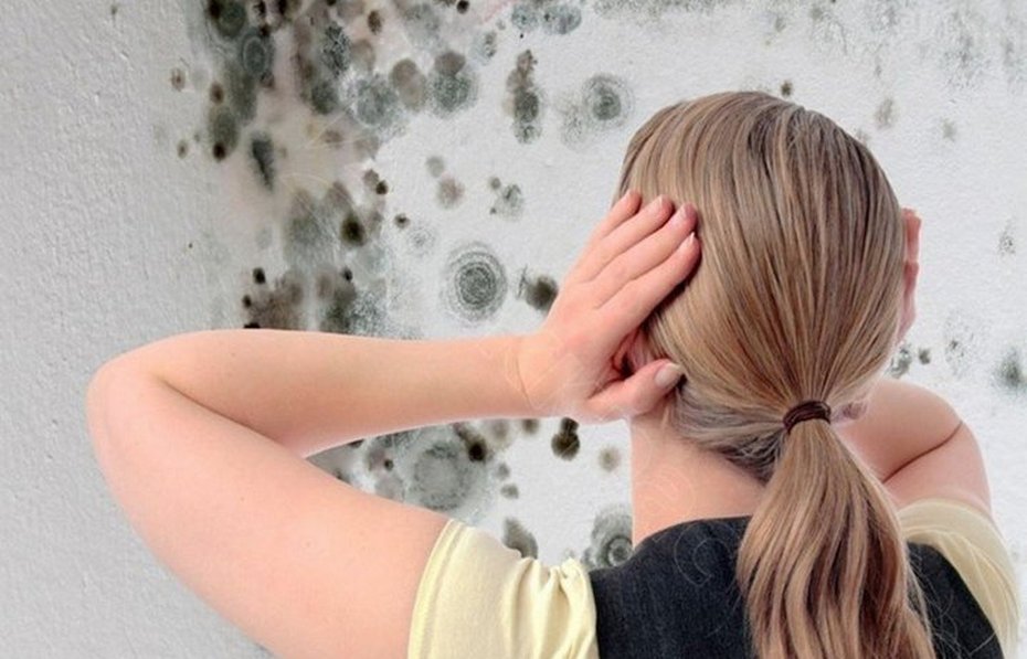 Как эффективно бороться с плесенью