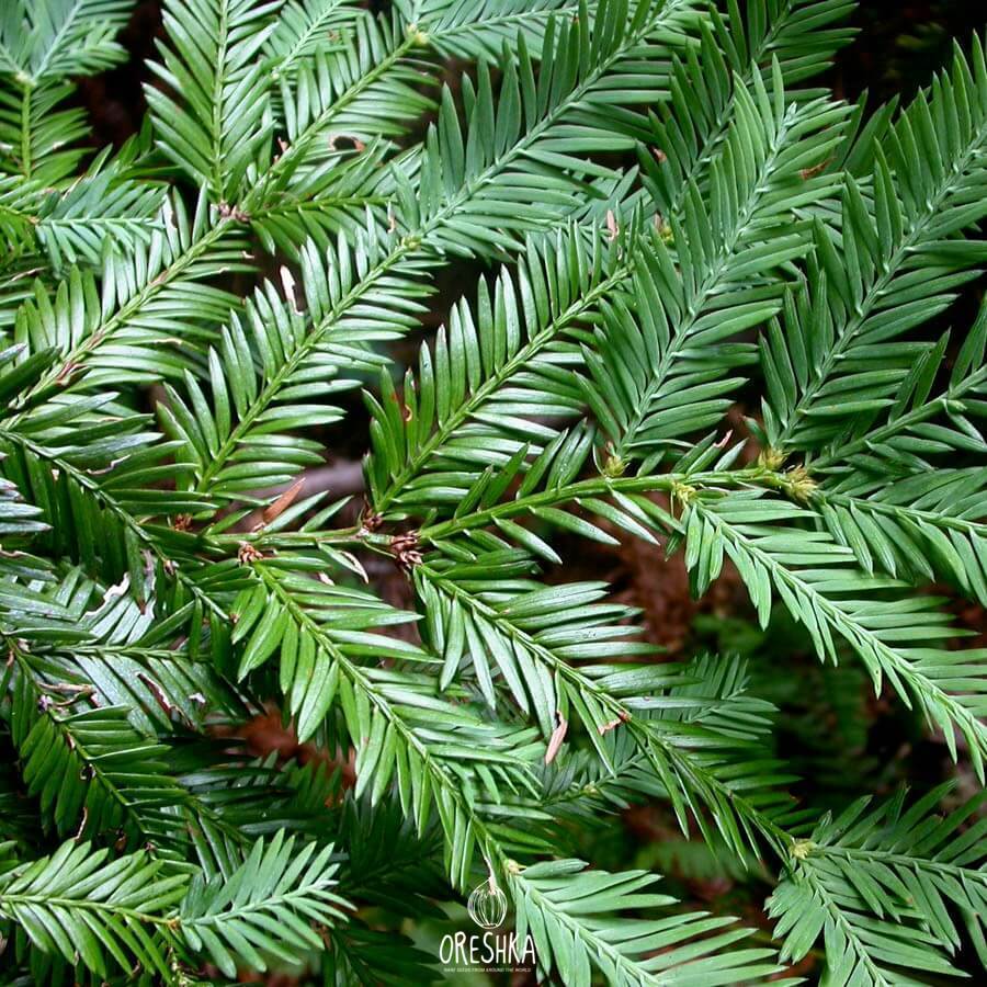 Sequoia sempervirens needles green close up