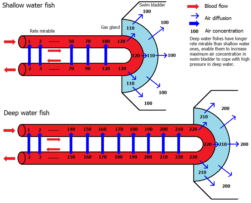 противоток в чудесной сети
