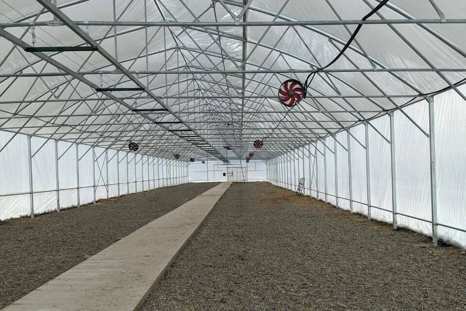 промышленное выращивание растений