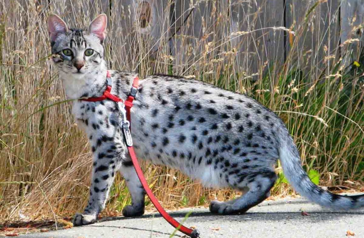 Как правильно одеть 🐈 поводок на кошку? - Мурчалкин