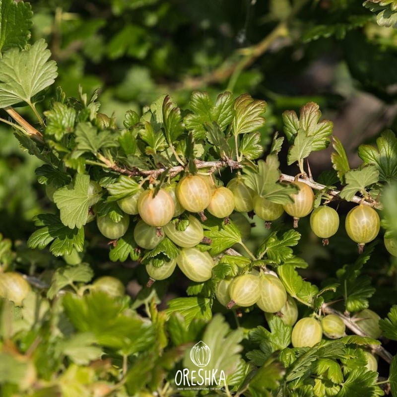 Gooseberry crumble dessert traditional British baked