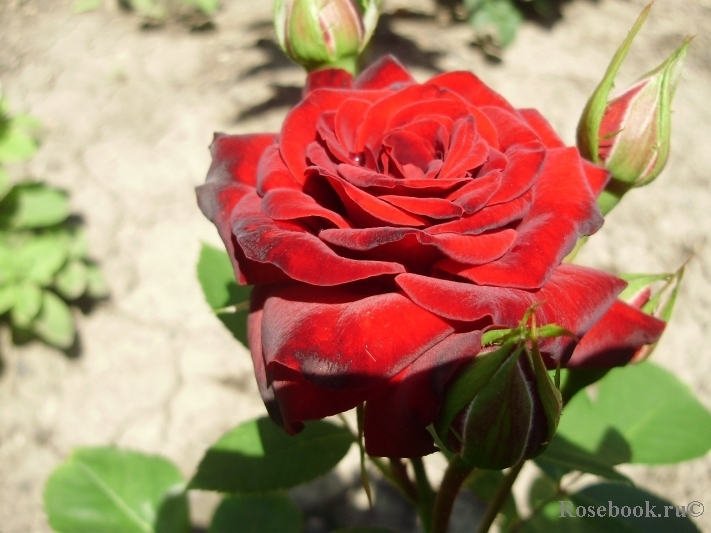 Роза никколо паганини фото и описание