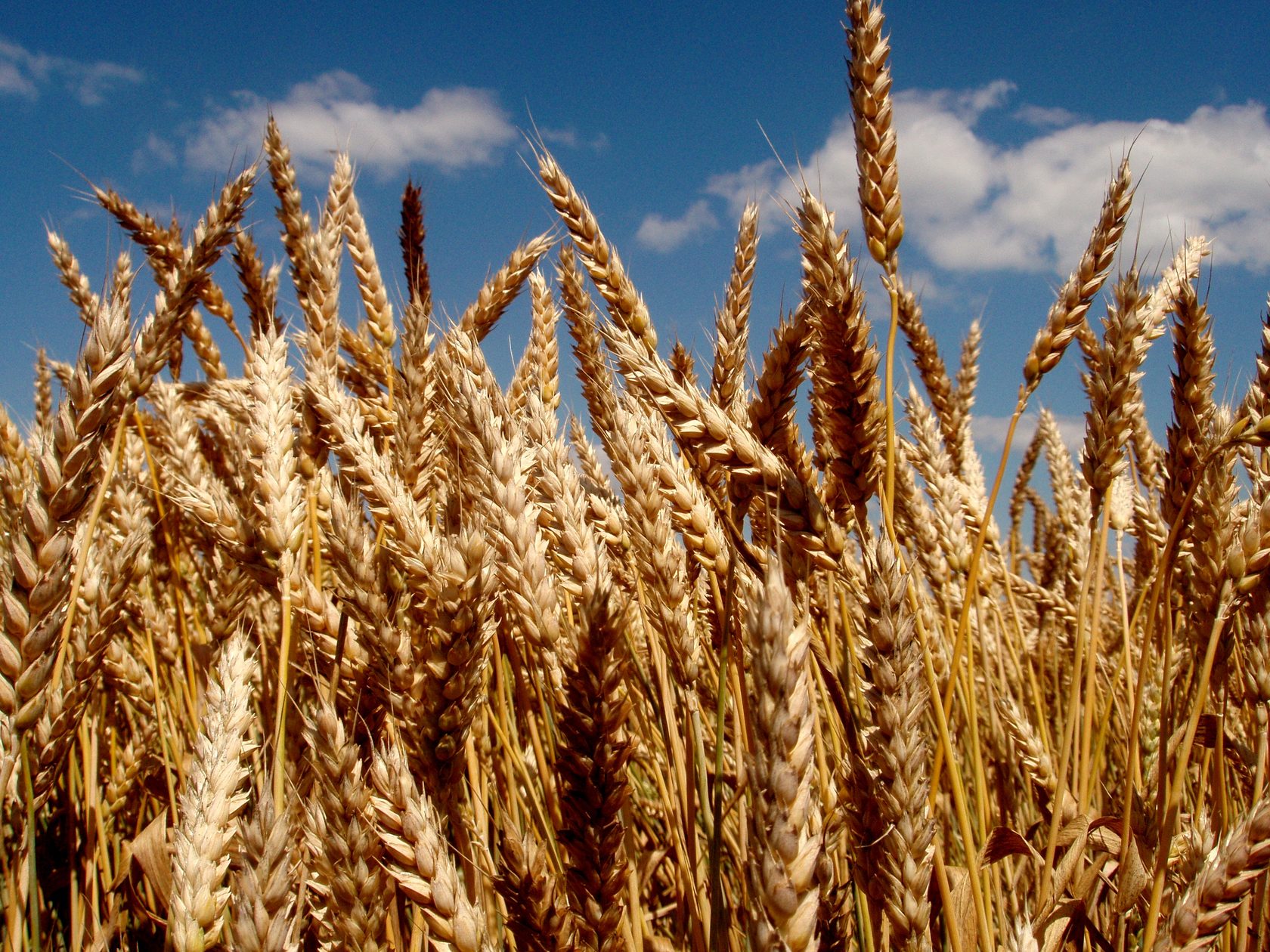 Озимая пшеница Юка