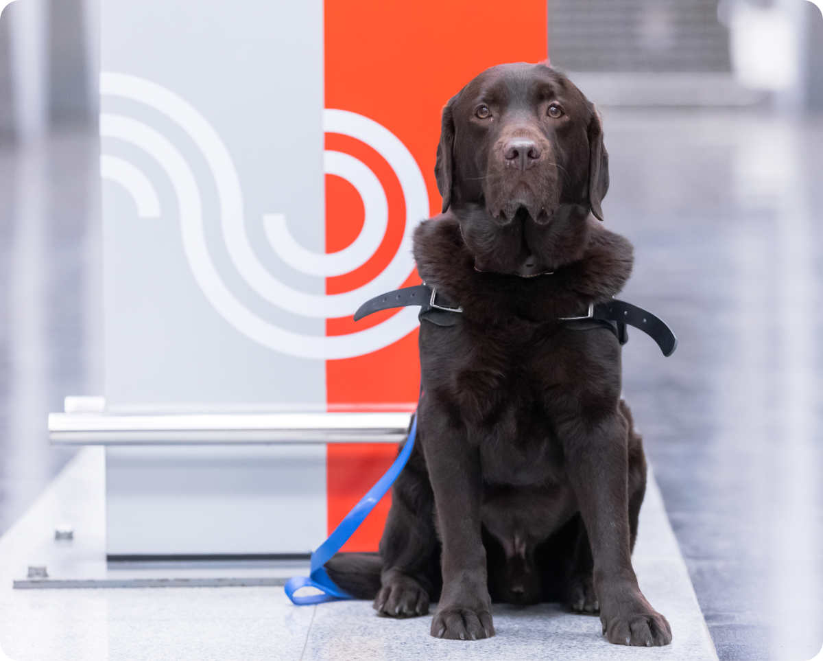 Чуть-чуть правее от центра кадра сидит шоколадный лабрадор Людвиг около информационного стенда метрополитена. Мордочка и тело собаки смотрят прямо на фотографа. Взгляд очень добрый и немного растерянный. Черный ошейник закреплен так, что шерсть в области шеи приподнялась, как воротник у пьеро (голилья). Передние лапы стоят ровно, задние согнуты, немного спрятаны за передние лапы и достаточно плотно прижаты к телу. На всех пальцах лап видны черные коготки. У хвоста видно только кончик за правой задней лапой, вдоль которой до пола свисает ярко-синий поводок. Позади Людвига красная половина информационной стойки, чуть левее – серая. Вдоль нижней части стойки прикреплен металлический поручень, над которым нанесен белый узор, состоящий из незамкнутых колец, складывающихся в волну. Пол под стендом, где и сидит Людвиг, мраморный, но более светлого серого цвета, чем во всей остальной части кадра. На заднем фоне, правее стойки, видна часть серой мраморной лестницы, ведущей к выходу.