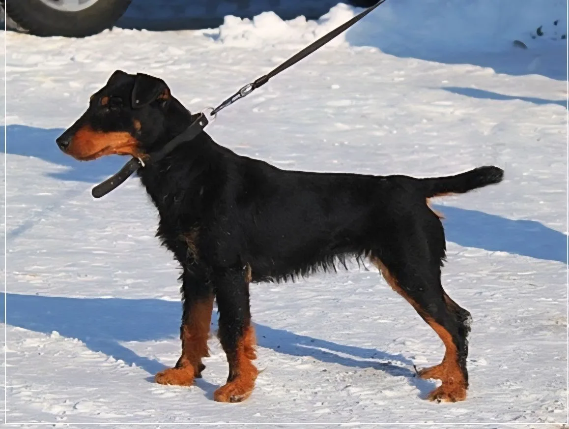 Длинна, хорошо оттянутая назад лопатка.