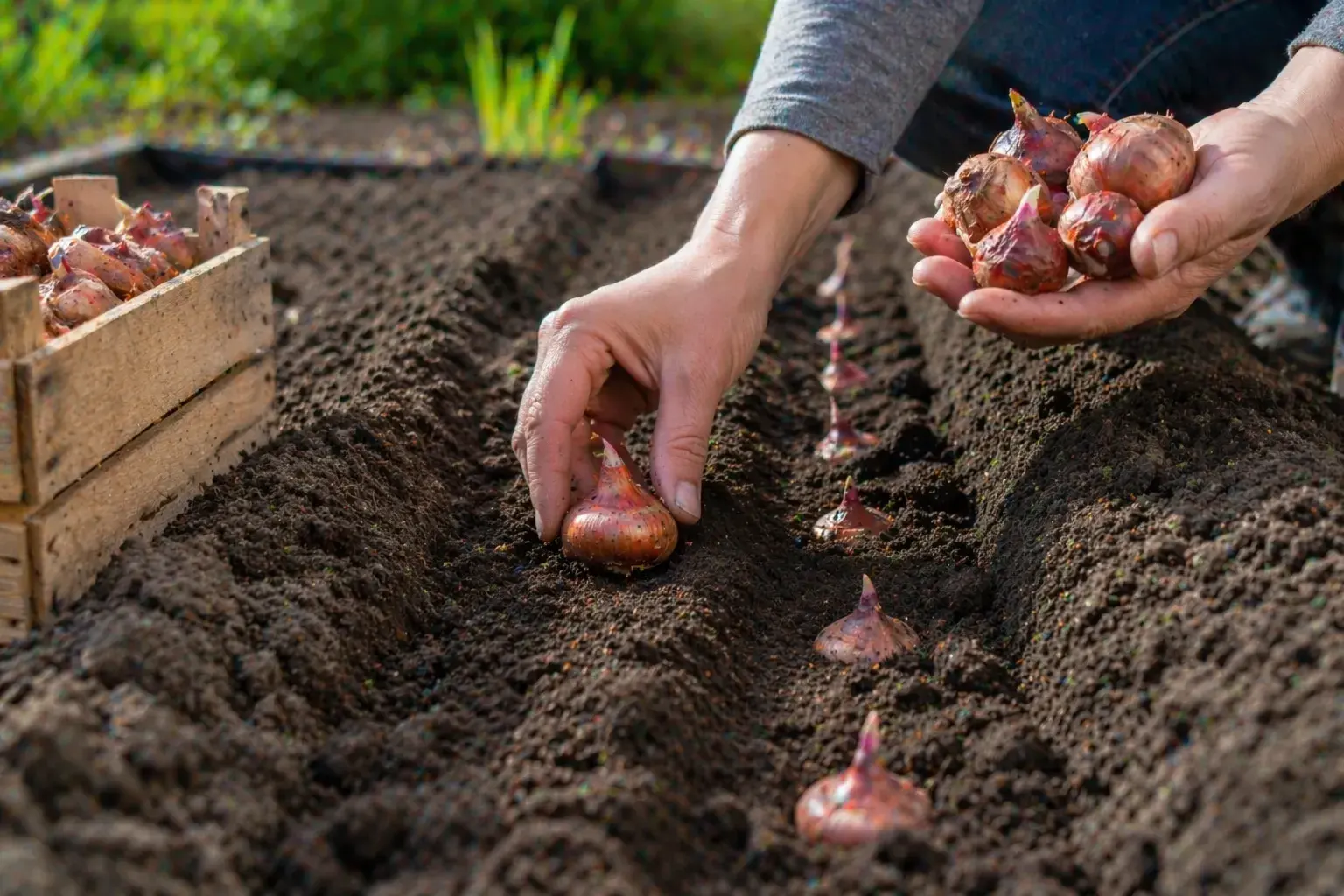 Когда сажать гладиолусы весной