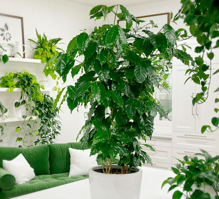 Выращиваем кофейное дерево в домашних условиях
