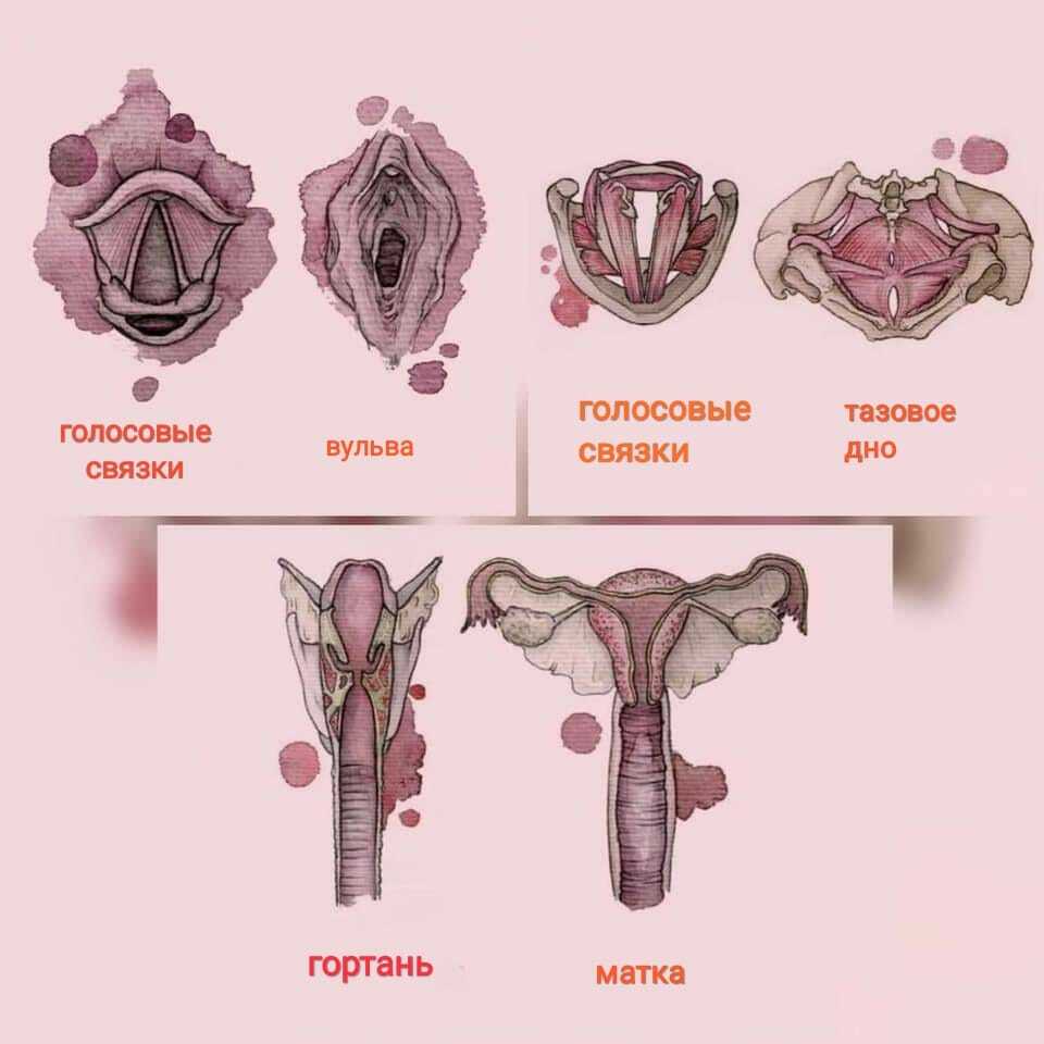 Большие и малые половые губы картинка