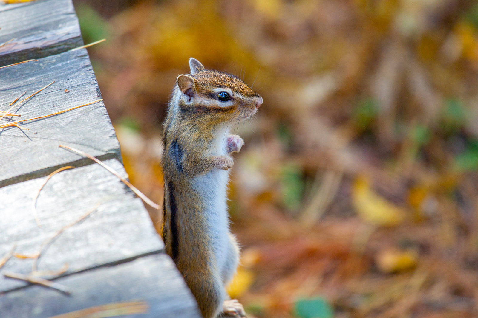 Бурундук фото. Бурундук встретить. Бурундук встретить. Мордочка бурундука. Байкальский заповедник животные.