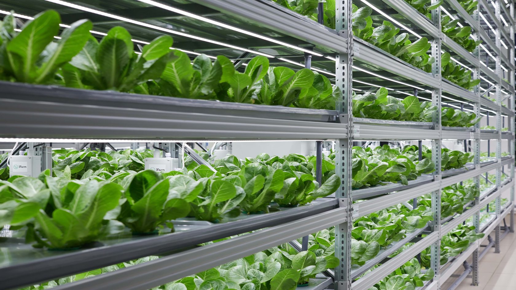 iFarm is included into Indoor Agtech Landscape 2019