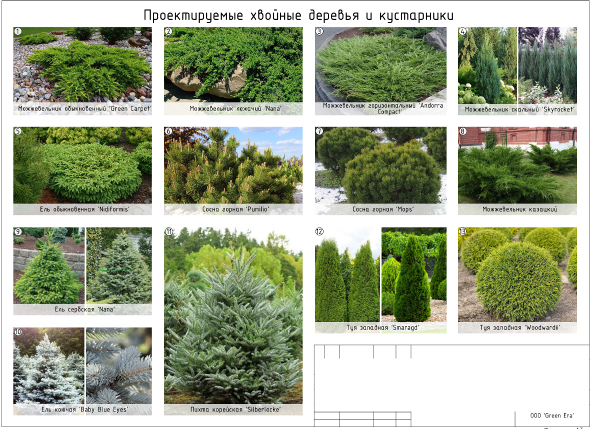 Хвойные деревья и кустарники