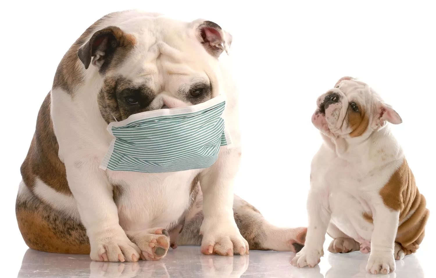 Чихание, кашель у собак и кошек - Почему питомец кашляет и хрипит