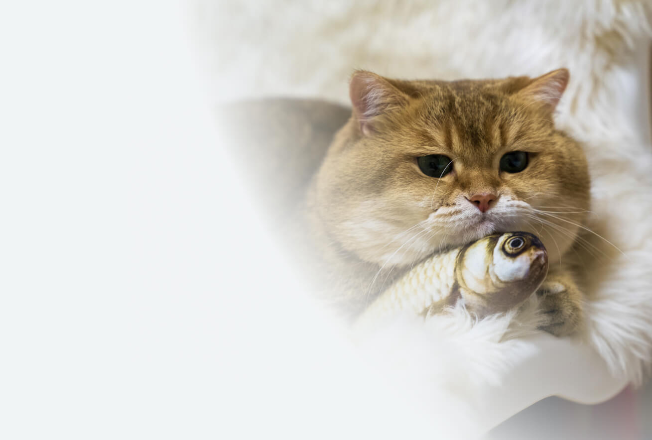 Hosico identity image