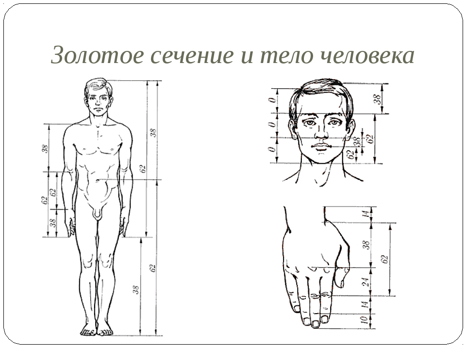 Ширина мужчины. Золотое сечение человека пропорции. Золотое сечение пропорции фигуры. Пропорции женского тела золотое сечение. Золотое сечение пропорции человеческого тела.